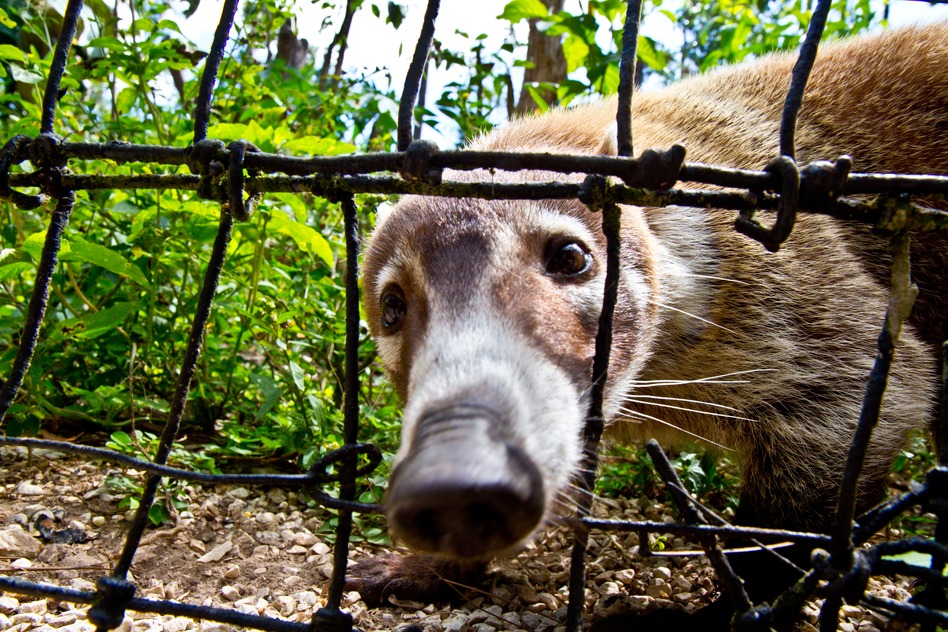 Is Your Office a Zoo?